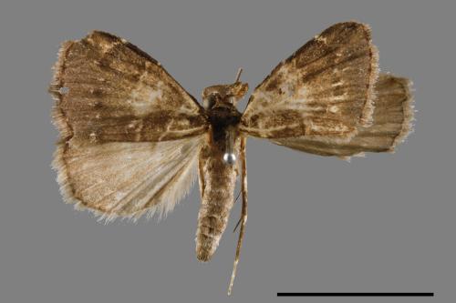<已分類>Family：Noctuidae[夜蛾科][00010693]