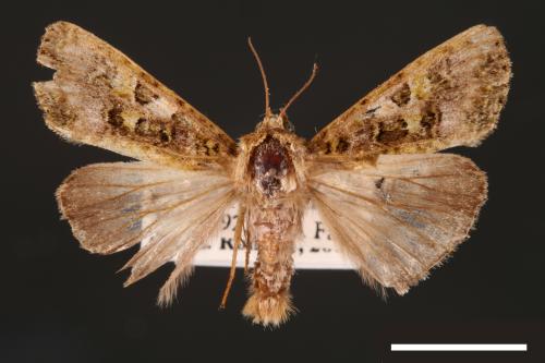 Euplexidia angusta[00001930]