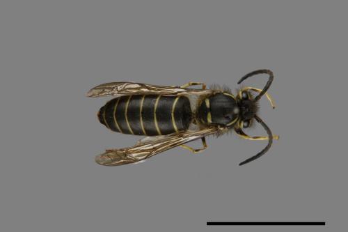 Vespula flaviceps[細黃胡蜂][00073317]