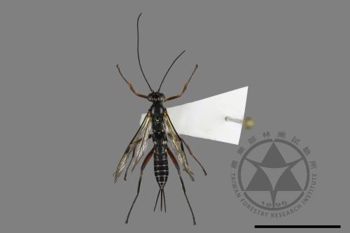 <已分類>Family：Ichneumonidae[姬蜂科][00196771]