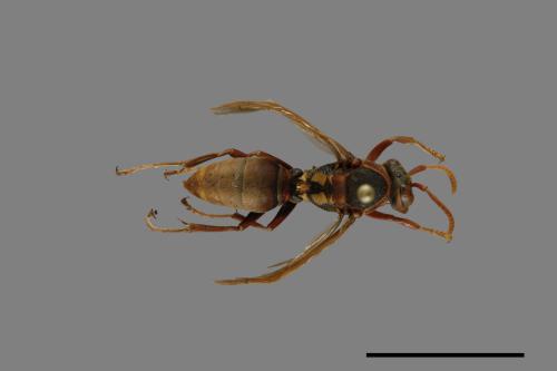 Polistes takasagonus[雙斑長腳蜂][00072649]