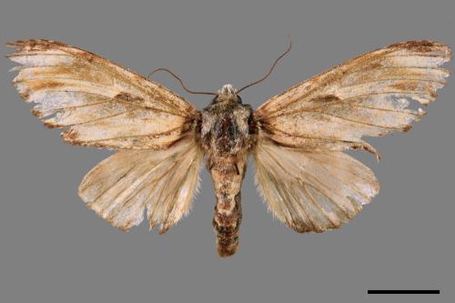 Neopheosia fasciata fasciata[00047727]