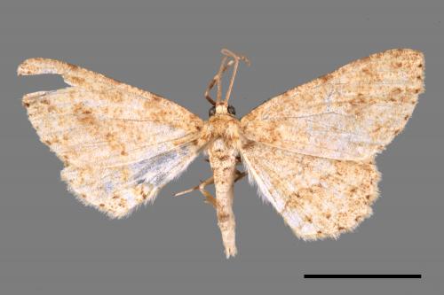 Ectropis bhurmitra[淡猗尺蛾][00025252]