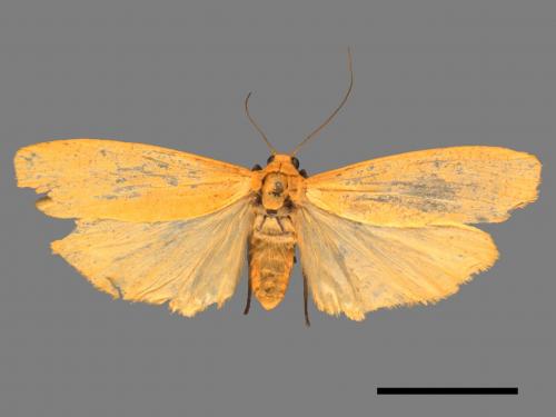 Eilema magnata[巨土苔蛾][00045774]