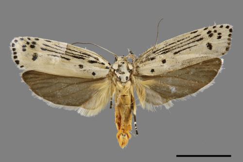 Ethmia lineatonotella[點帶織葉蛾][00061441]