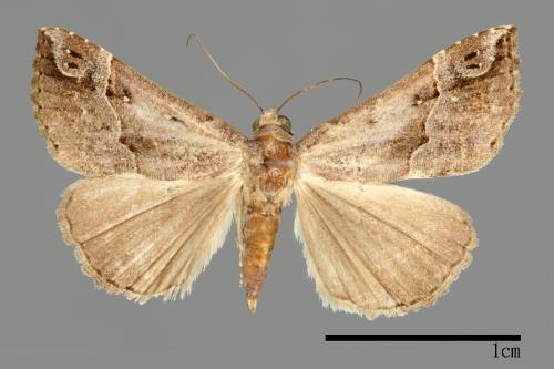 Hypena gonospilalis[00009948]