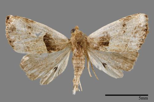 Rivula cognata[00008458]