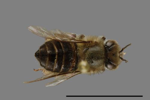 <已分類>Family：Apidae[蜜蜂科][00074884]