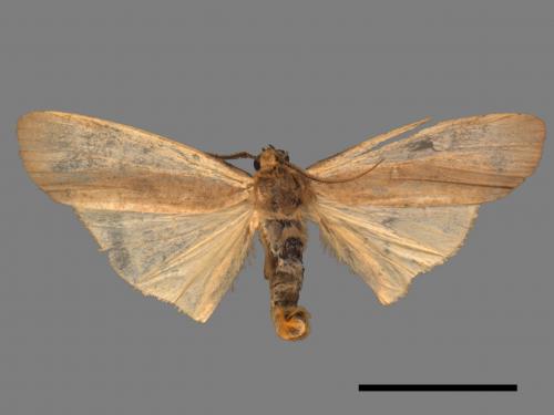 Agylla divisa[梯雙分華苔蛾][00044246]