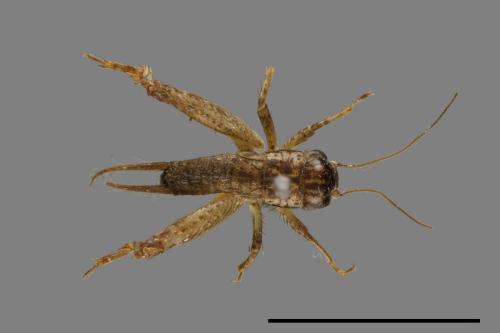 <已分類>Family：Gryllidae[蟋蟀科][00026197]