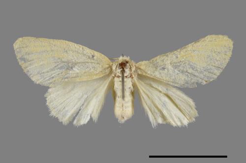 <已分類>Genus：Euproctis[00022111]
