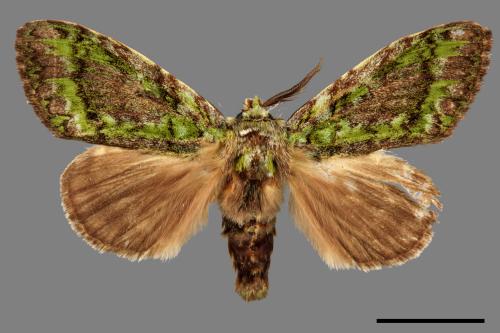 Somera viridifusca viridifusca[瑟舟蛾][00020236]