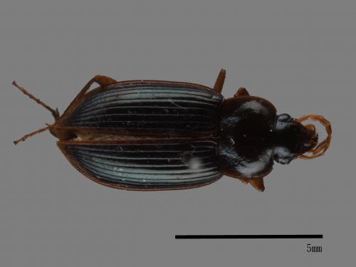 <已分類>Family：Carabidae[步行蟲科][00092670]