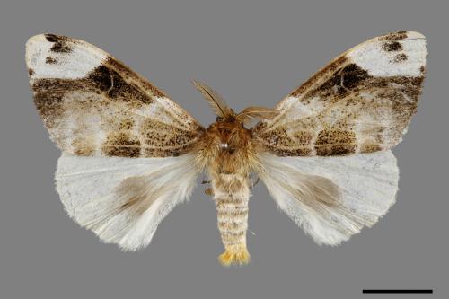 Pida decolorata maculosa[灰白毒蛾][00044235]
