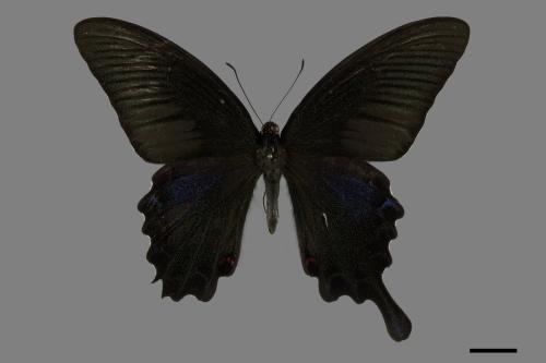 Papilio bianor thrasymedes[烏鴉鳳蝶][00101378]