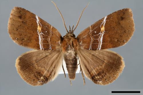 Sypnoides simplex[單析夜蛾][00006263]