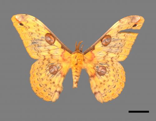 Loepa formosensis[黃豹天蠶蛾][00059946]