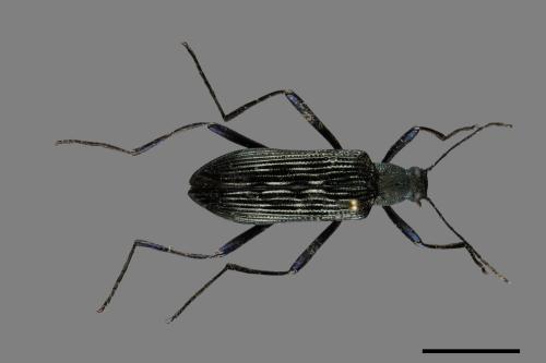 <已分類>Family：Tenebrionidae[擬步行蟲科][00084767]