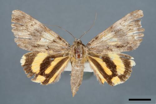 Catocala kuangtungensis[00006573]