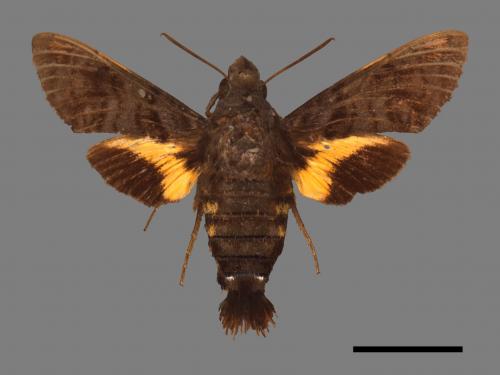 Macroglossum pyrrhosticta[黃斑長喙天蛾][00105549]