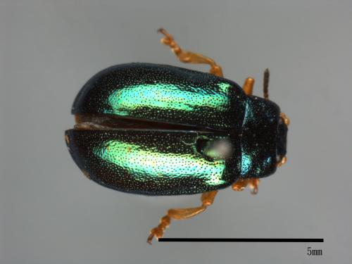 <已分類>Family：Chrysomelidae[金花蟲科][00081190]