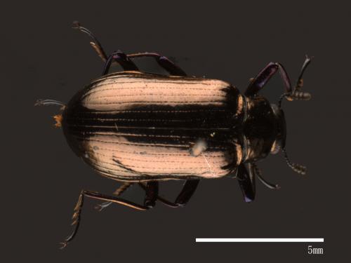 Cleomis marginicollis[爪哇擬步行蟲][00083731]