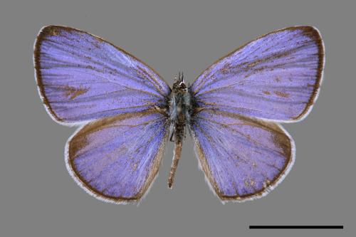 Celastrina lavendularis himilcon[埔里琉璃小灰蝶][00015428]