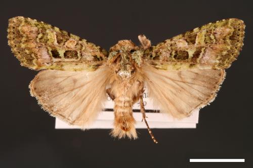 Euplexidia pallidivirens[00001914]