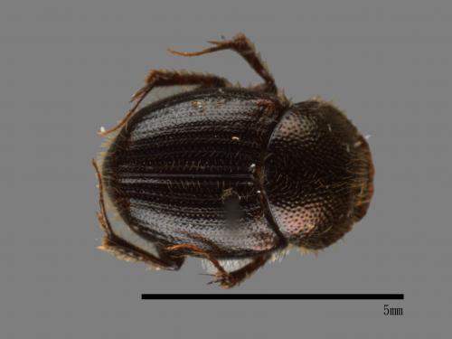 Onthophagus hsui[00043493]