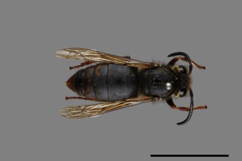 Vespula flaviceps[細黃胡蜂][00073153]