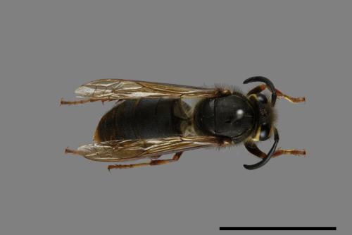 Vespula flaviceps[細黃胡蜂][00073473]