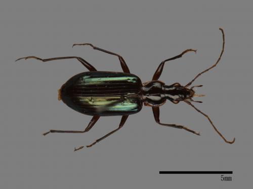 <已分類>Family：Carabidae[步行蟲科][00049007]