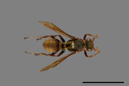 Polistes takasagonus[雙斑長腳蜂][00101436]