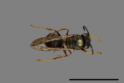 Vespula flaviceps[細黃胡蜂][00073236]