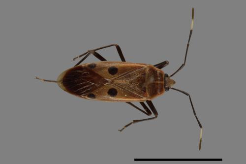 Physopelta quadriguttata[00040977]