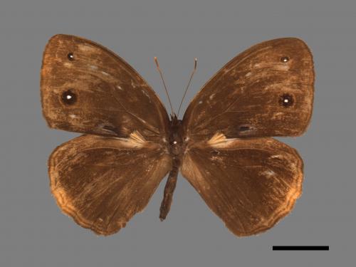Mycalesis francisca formosana[小蛇目蝶][00013496]