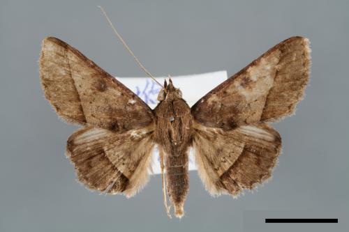 Hypospila bolinoides[00006525]