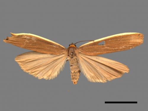 Brunia antica[安土苔蛾][00018442]