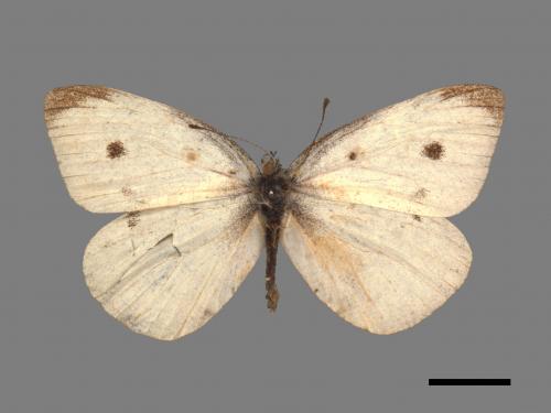 Pieris rapae crucivora[紋白蝶][00014234]