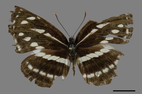 Neptis nata lutatia[臺灣三線蝶][00093766]