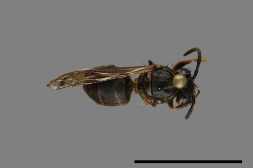 Vespula flaviceps[細黃胡蜂][00072987]