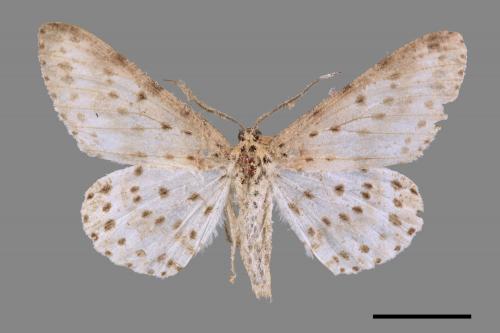 Percnia suffusa[煙胡麻斑星尺蛾][00051383]