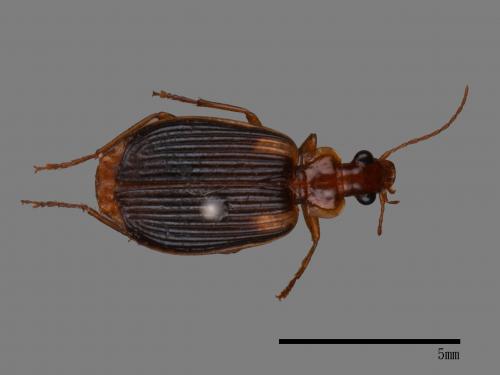 <已分類>Family：Carabidae[步行蟲科][00092625]