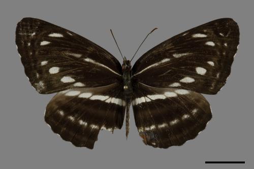 Neptis nata lutatia[臺灣三線蝶][00101165]