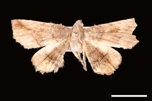 <已分類>Genus：Pangrapta[00007898]