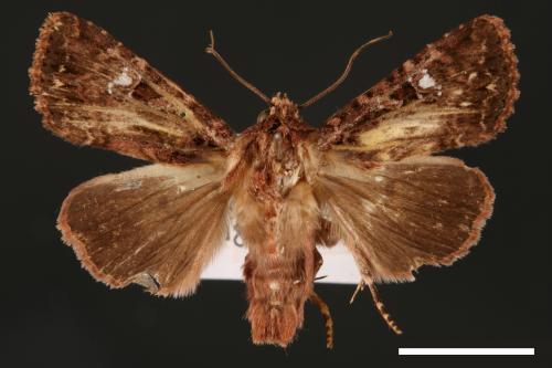 Feliniopsis tripunctata[00002218]