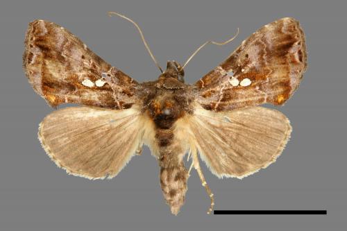 Scriptoplusia nigriluna[00003551]