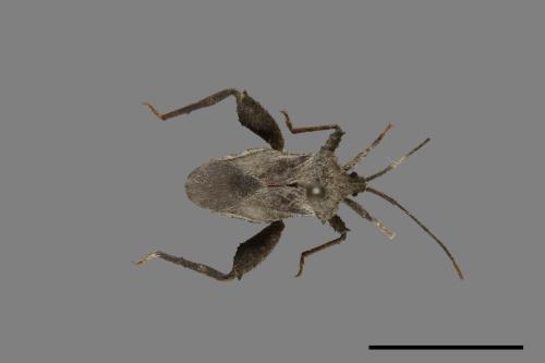 Acanthocoris scaber[瘤緣蝽][00075302]