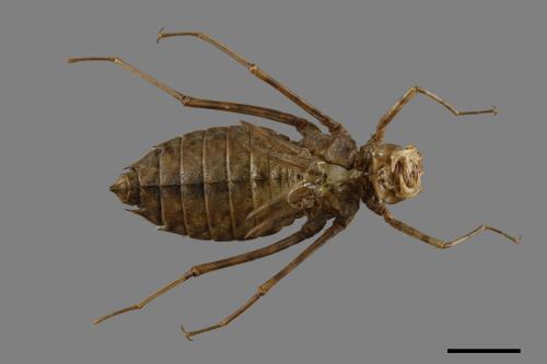 Epophthalmia elegans[慧眼弓蜓][00087108]