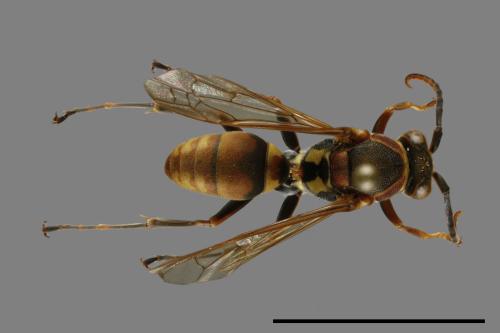 Polistes takasagonus[雙斑長腳蜂][00117511]